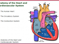 heartLO